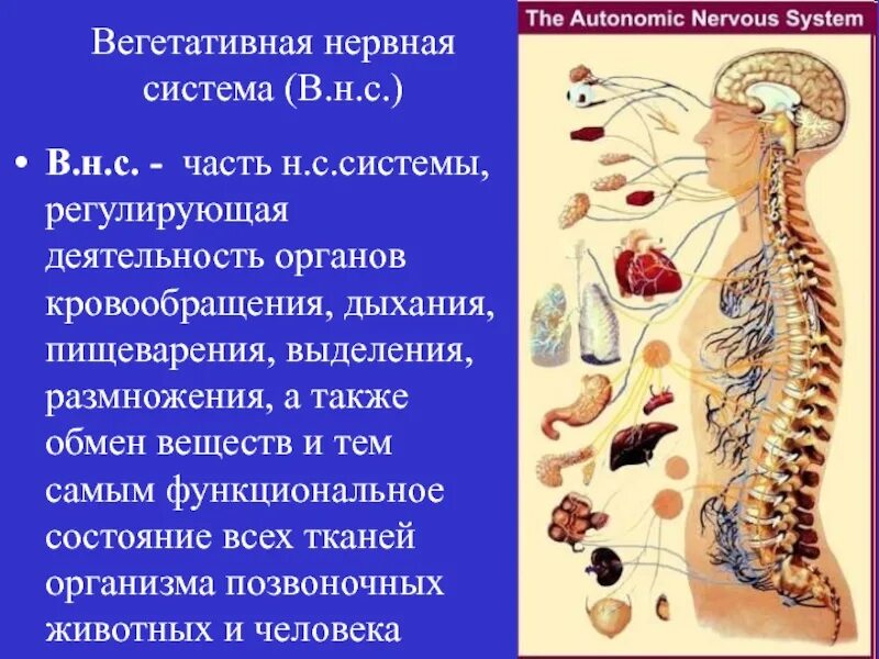 Вегетативная нервная система человека. Вегетативный отдел нервной системы регулирует. Вегетативная нервная система системы органов. Автономная нервная система.