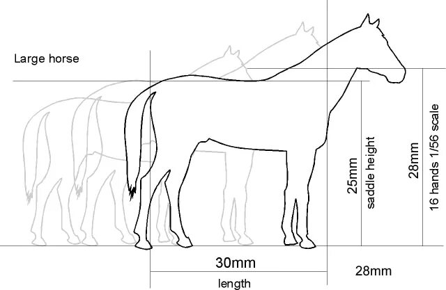Какая длина лошади. Высота лошади. Средняя высота лошади. Размеры лошади. Размер лошади в длину.