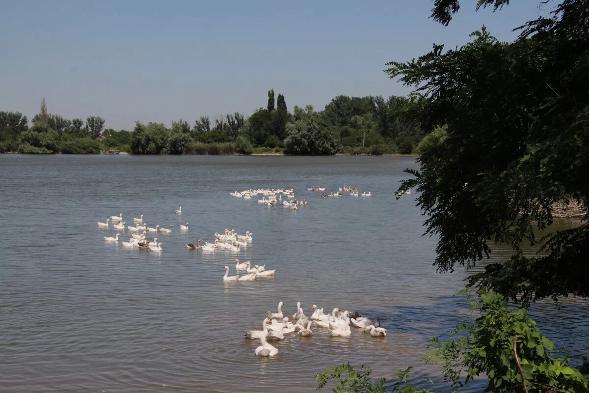 Медведовская краснодарский. Речка Кирпили Краснодарский край. Река Кирпили Краснодарского края. Станица Сергиевская Краснодарский край. Станица Платнировская река Кирпили.