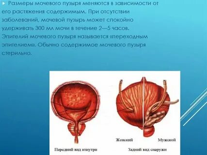 Отверстие мочеиспускательного канала