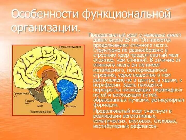 Центры каких рефлексов расположены в продолговатом мозге