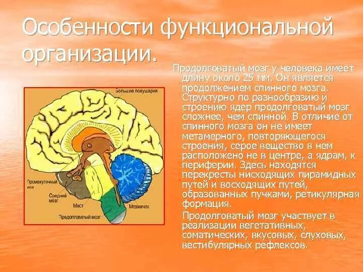 Мост мозга функции строение. Продолговатый мозг человека. Функциональная организация продолговатого мозга. Продолговатый мозг является продолжением. Продолговатый мозг строение и функции.