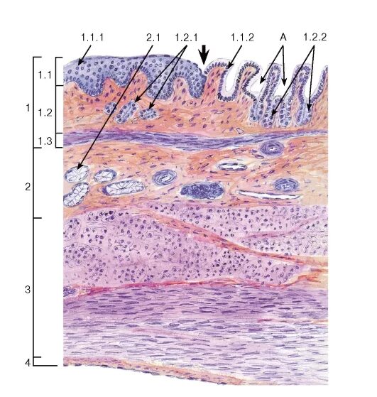Желудок гистология препараты. Эпителий стенки пищевода. Переход пищевода в желудок препарат гистология. Переход пищевода в желудок препарат гистология. Переход пищевода в желудок препарат гистология.