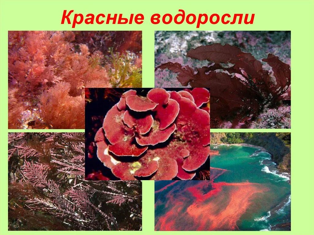 Красные водоросли биология 7. Красные водоросли 5 класс биология. Сообщение о красных водорослях 5 класс биология. Отдел красные водоросли багрянки представители. Красные водоросли 6 класс биология.