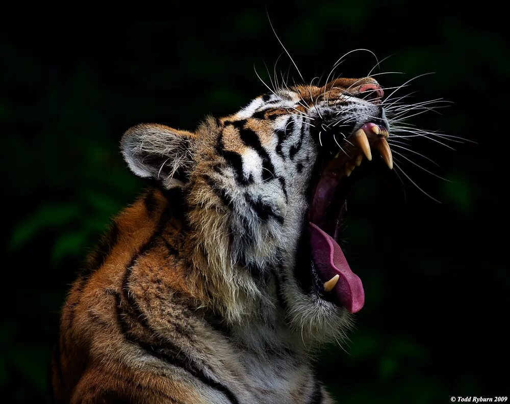 Укус тигра. Тигр зевает.