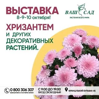 Выставка хризантем 2023