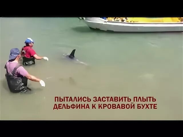 Песню умирающий дельфин