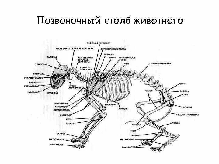 Позвоночник млекопитающих состоит из отделов ответ. Отделы позвоночного столба животных анатомия. Скелет анатомия Позвоночный столб. Скелет позвоночного столба у животных. Скелет позвоночного животного схема.