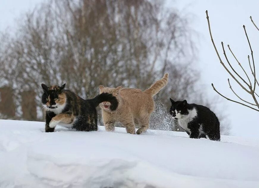 Кошка три дня