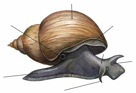 Строение улитки рисунок