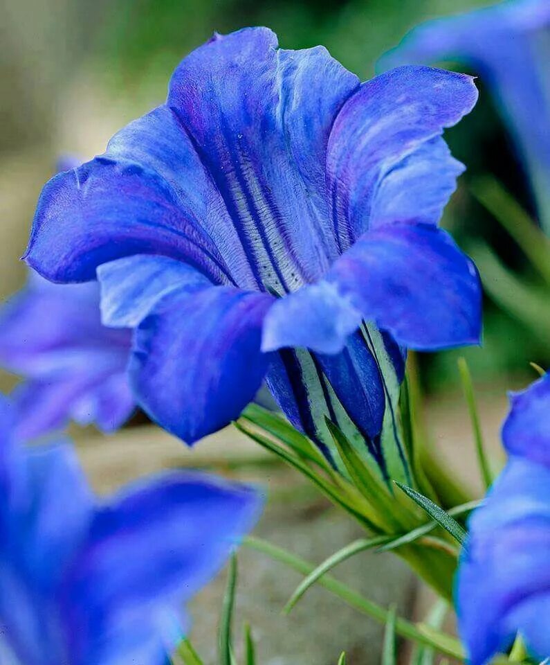 Голубые цветочки цикорий. Anemones цветы синие. Синий цветок 6 букв. Цветок с синими лепестками. Синий цветок 6 букв.