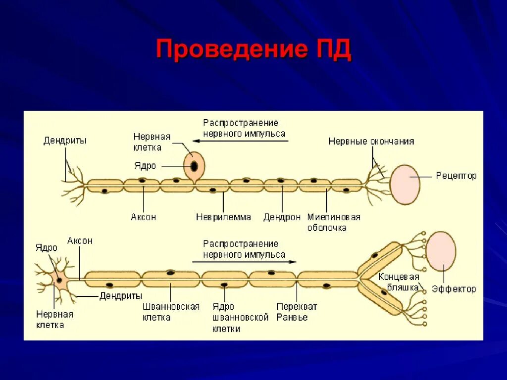 Распространение пд. Распространение нервного импульса. Проведение и передача нервного импульса. Направление передачи нервного импульса. Схема проведения нервного импульса.