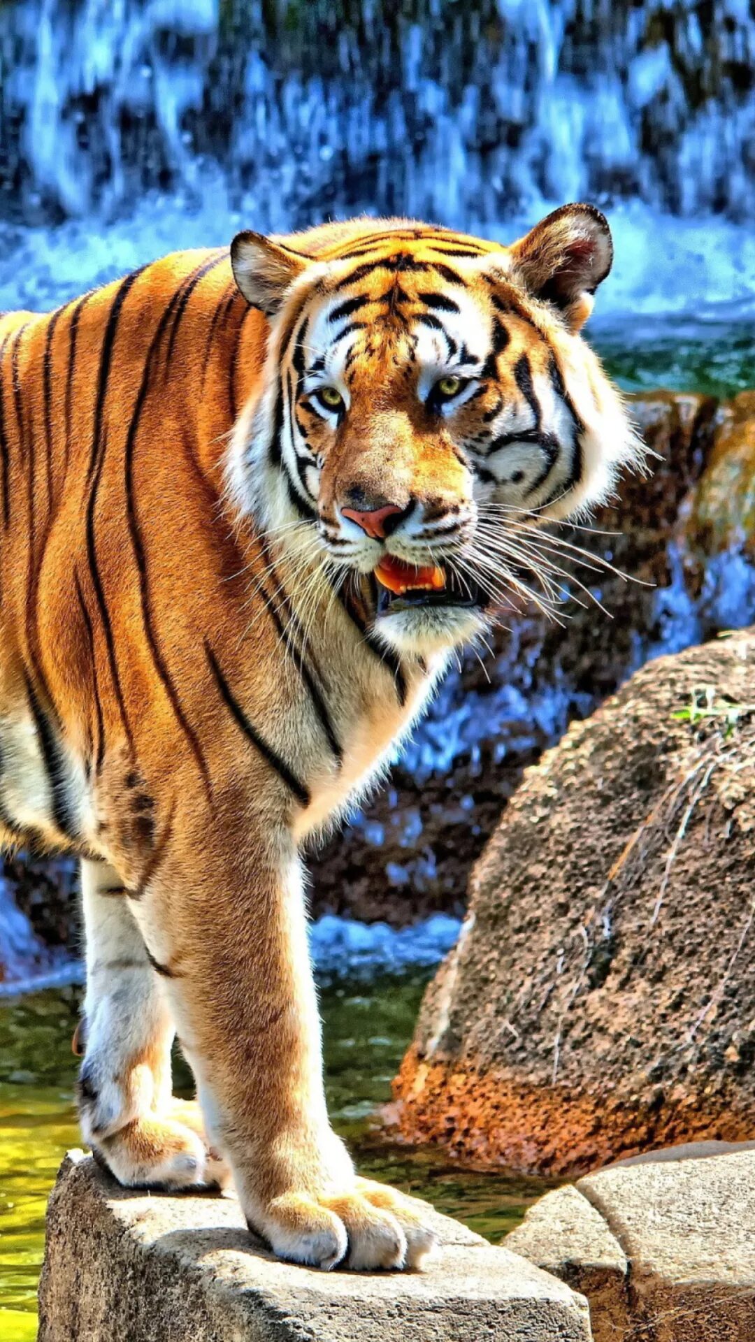 Телефон тайгер. Тигр. Телефон tiger w3. Тигр бат 70. Амурский тигр оскал.