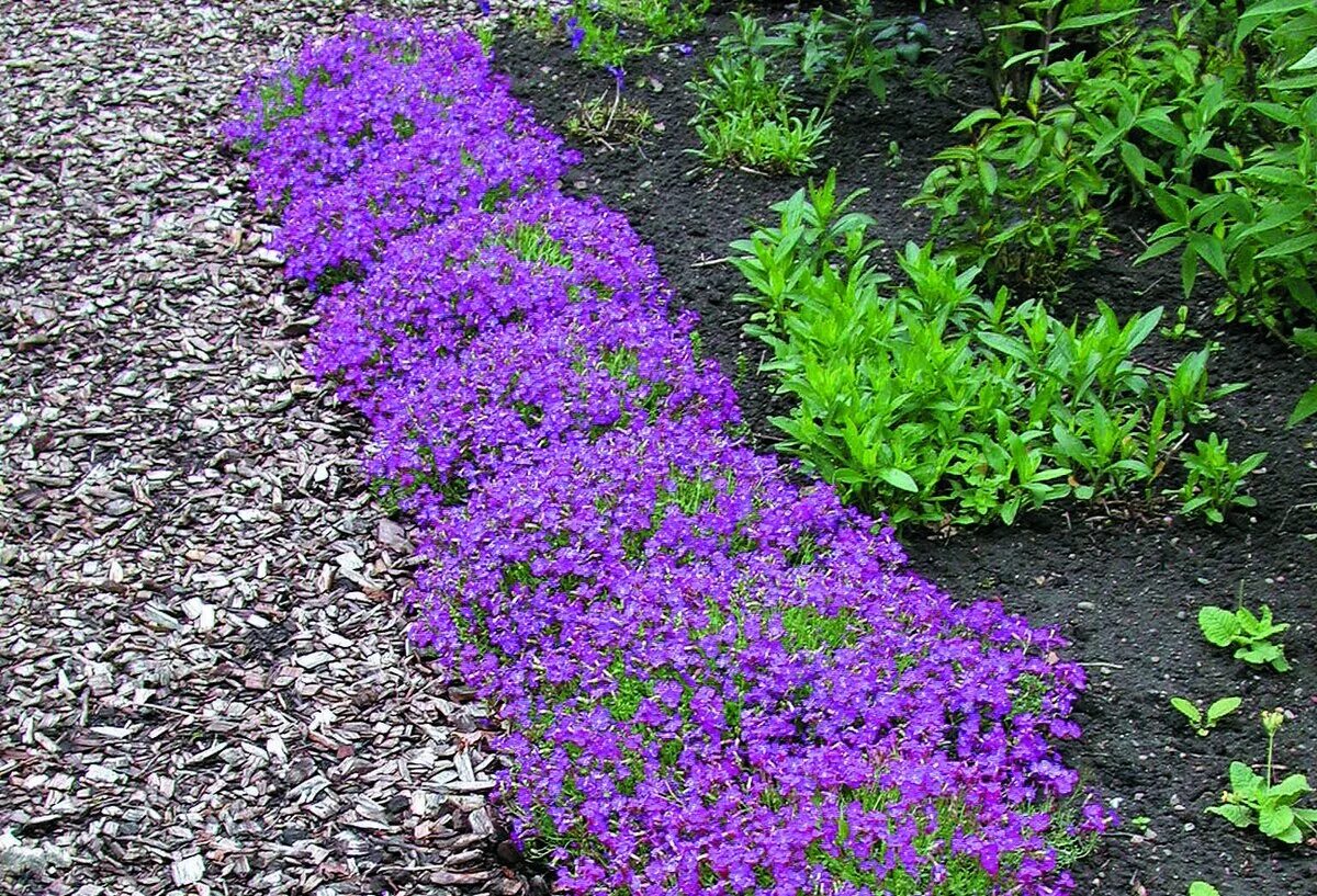 Обриета Блю (Aubrieta Blue) купить с доставкой по Беларуси "BuonRoza