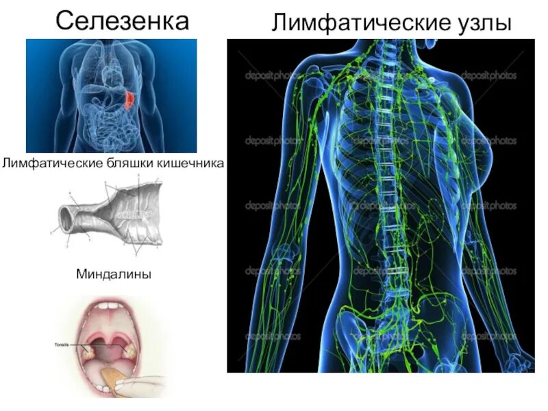 Увеличение лимфоузлов селезенки. Лимфатические узлы селезенки. Лимфатическая система селезенка. Лимфатические узелки селезенки.