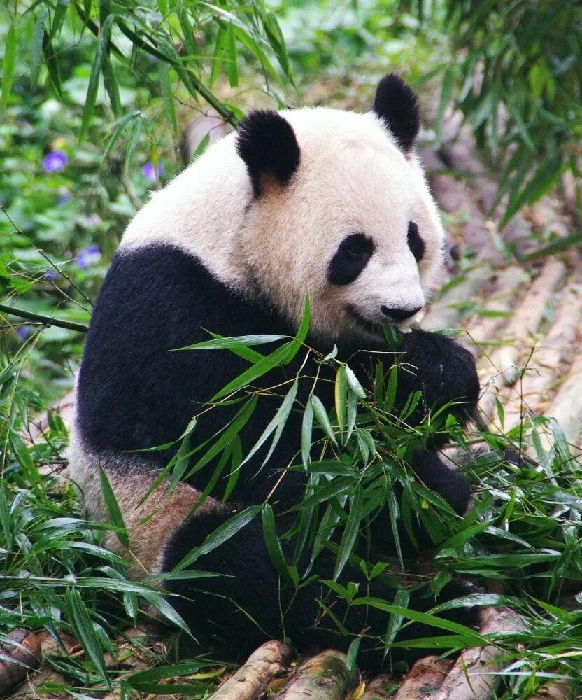 Большая панда что едят. Панда на бамбуке. Панда ест бамбук. Панда жует бамбук. Питание панды.
