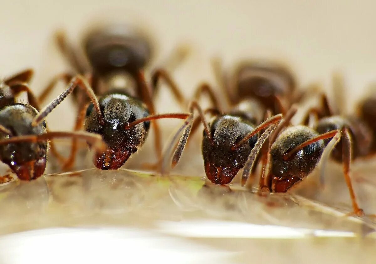 Почему появляются муравьи. Фараоновые муравьи Муравейник. Фараоновые муравьи матка. Домашние муравьи фото. Муравьи в квартире.