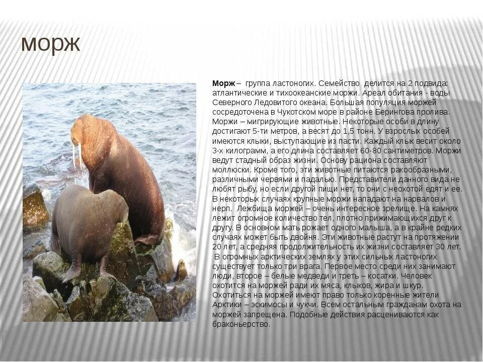 В какой среде обитания морж. Атлантический морж ареал. морж красная книга. морж среда обитания.