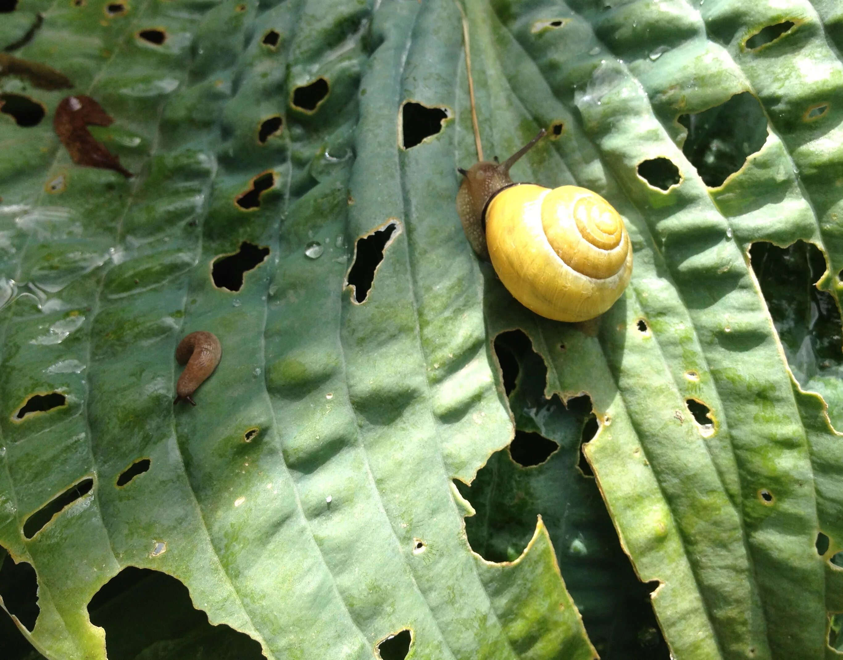 морская улитка (elysia chlorotica). битиния щупальцевая. брюхоногие моллюски слизни. брюхоногие моллюски (улитки). растения моллюски.