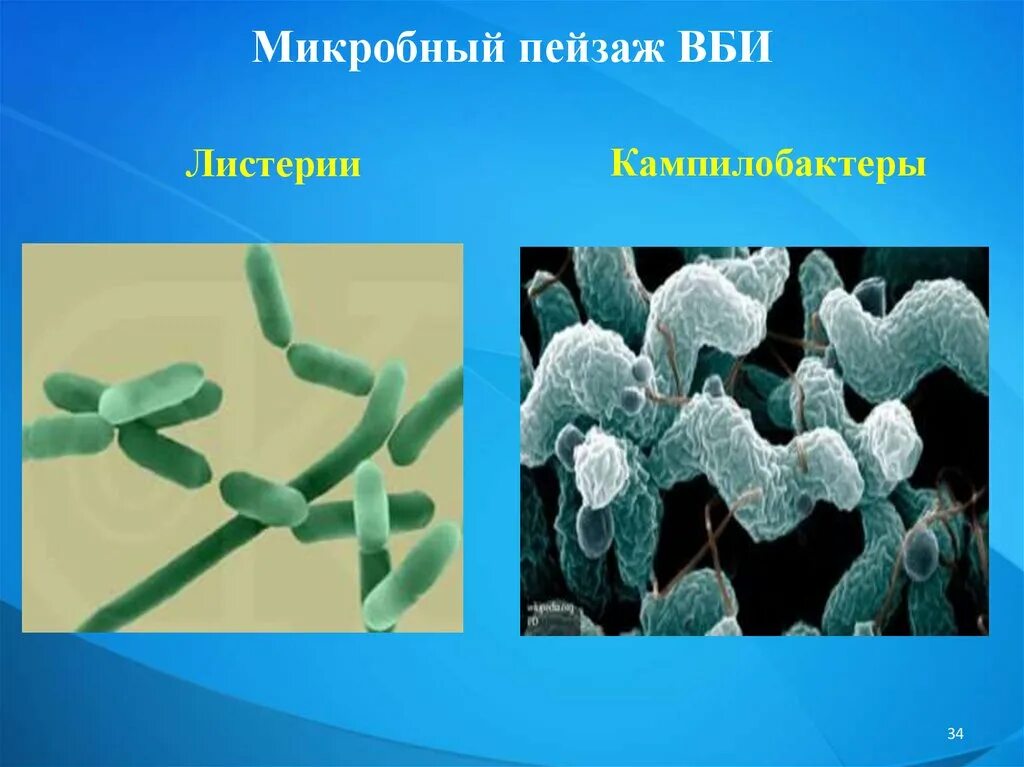 Внутрибольничные инфекции микробиология