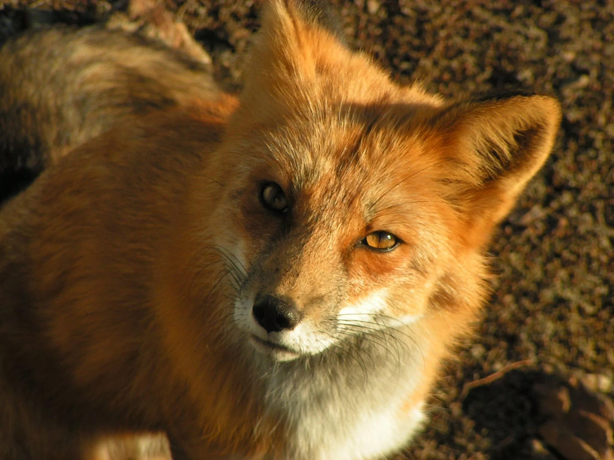 Sweety fox beauty. Обыкновенная лисица. Гималайская лиса. Мокрая лиса. Гордая лиса.