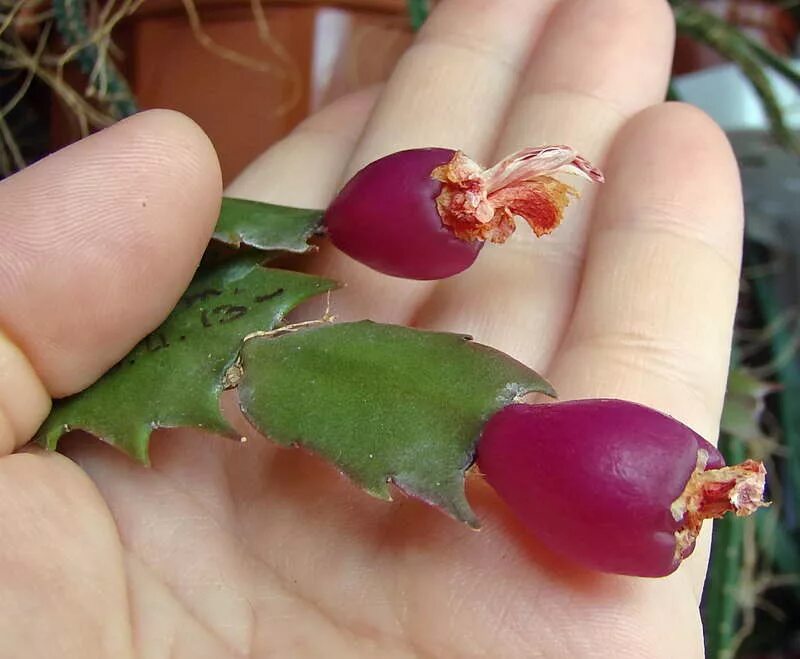 шлюмбергера бакли. семена шлюмбергера. семена декабриста. семена шлюмбергера. семена декабриста.