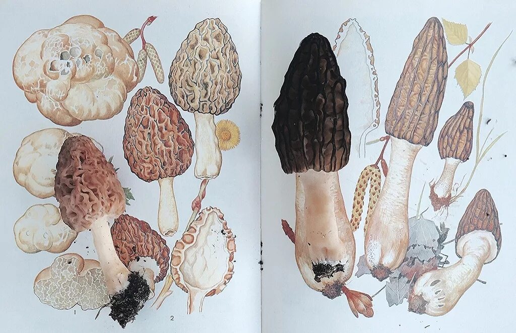 Отличие сморчка и сморчковой шапочки. Сморчки грибы. сморчки грибы в разрезе. сморчок и сморчковая шапочка отличие. сморчок гигантский гриб.