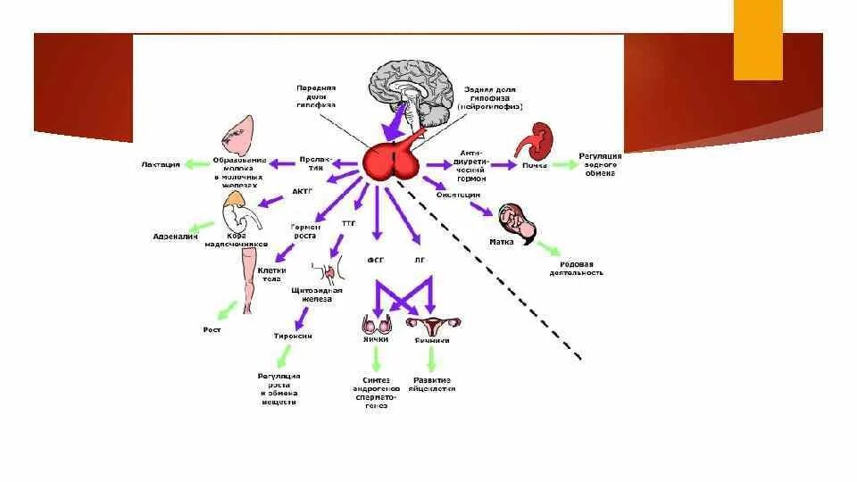 Гипофиз роста. Гипофиз доли таблица. Средней доли гипофиза таблица. Органы мишени гипофиза. Сообщение о гормонов гипофиза.
