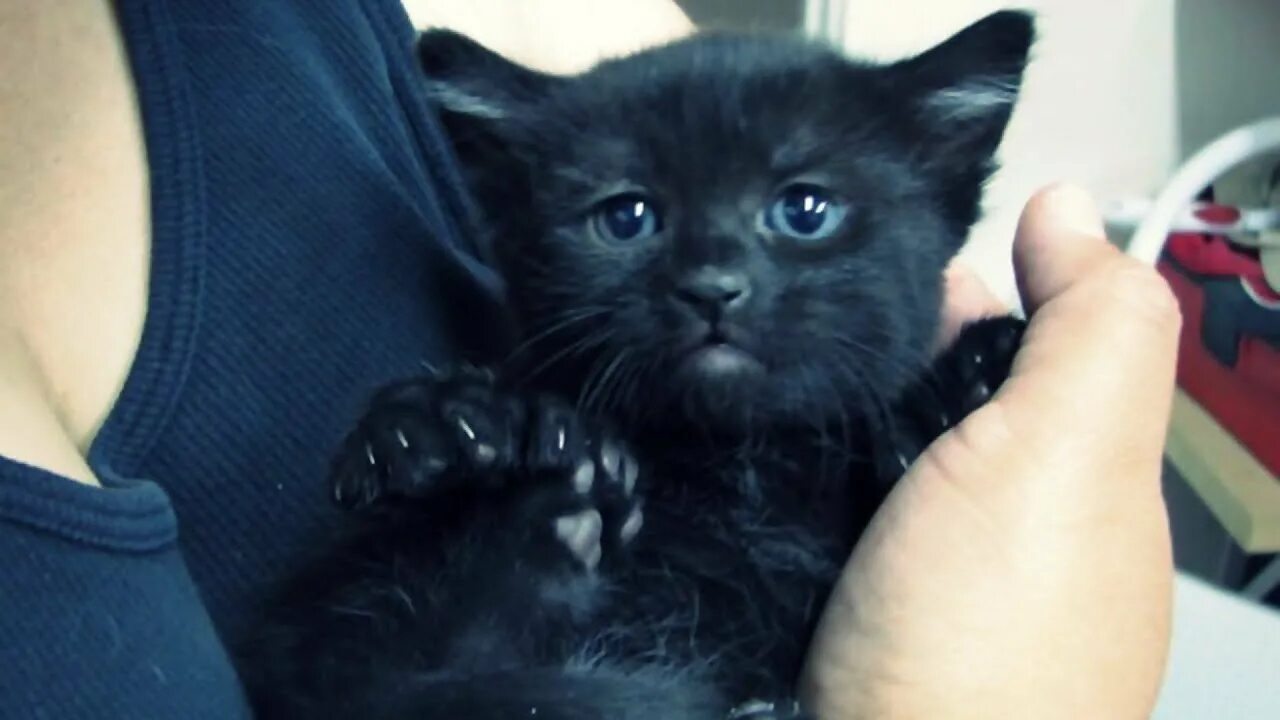 Черный котенок. Маленький черный котенок. Черный котенок на руках. Черненький котенок. Какие черные котята есть