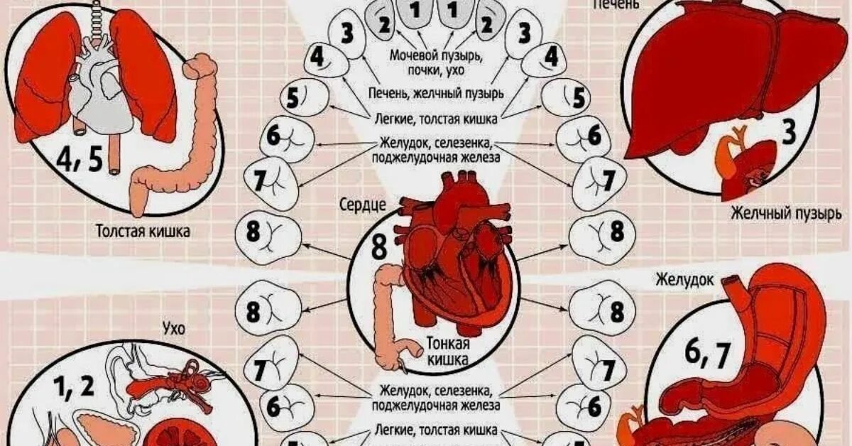 Взаимосвязь зубов и внутренних органов. Зубы и заболевания внутренних органов. Зубы и органы взаимосвязь. Взаимосвязь здоровья зубов и внутренних органов. Сердце желчный пузырь