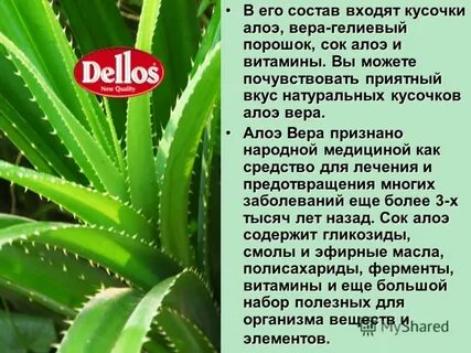 Алоэ приметы