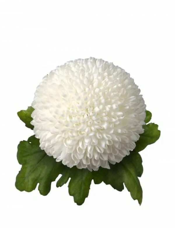 Хризантема одноголовая кокос. Хризантема балерина пинг. Хризантема ping pong. Букет с хризантемами пинг понг. Хризантема lillian hoek red.