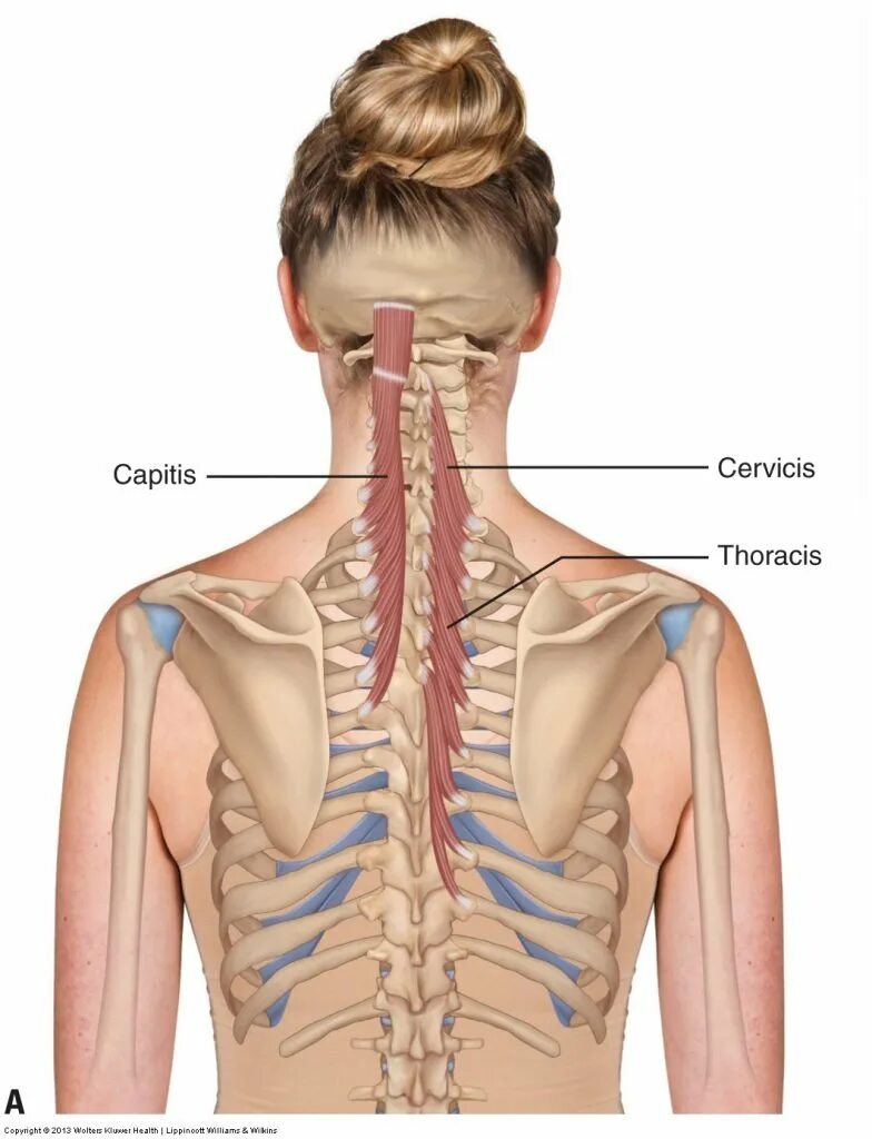 Затылок шею плечи. Levator scapulae. Splenius Cervicis. M splenius. Мышцы шейно-воротниковой зоны анатомия.