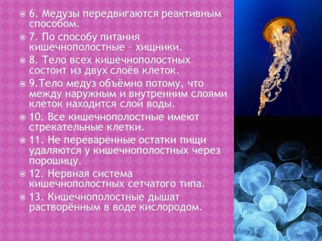 Значение кишечнополостных для человека