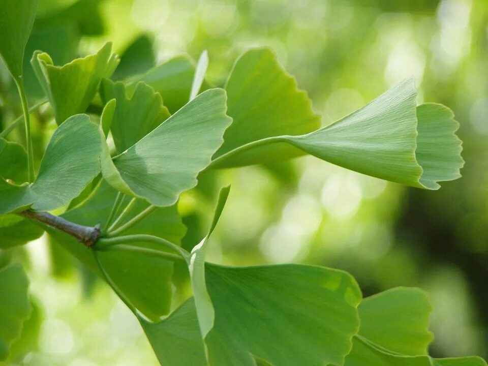 Гинкго двулопастный лист. Ginkgo Biloba растение. Гинкго двулопастного листьев. Гинкго двулопастный дерево.