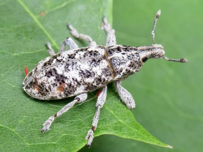 Пестрый жук. Cyphocleonus dealbatus. Пятнистый долгоносик. Серый пятнистый Жук.