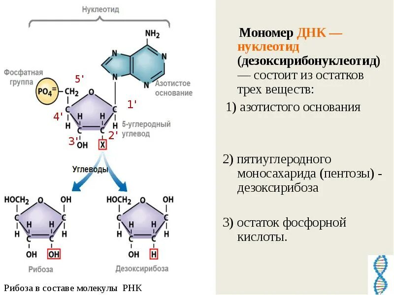 Адениновых нуклеотидов. Структура мономера ДНК. Строение нуклеотида. Состав нуклеотидов дезоксирибонуклеиновой кислоты ДНК. Строение мономера ДНК.