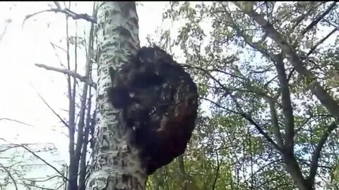 Нарост на березе черного цвета