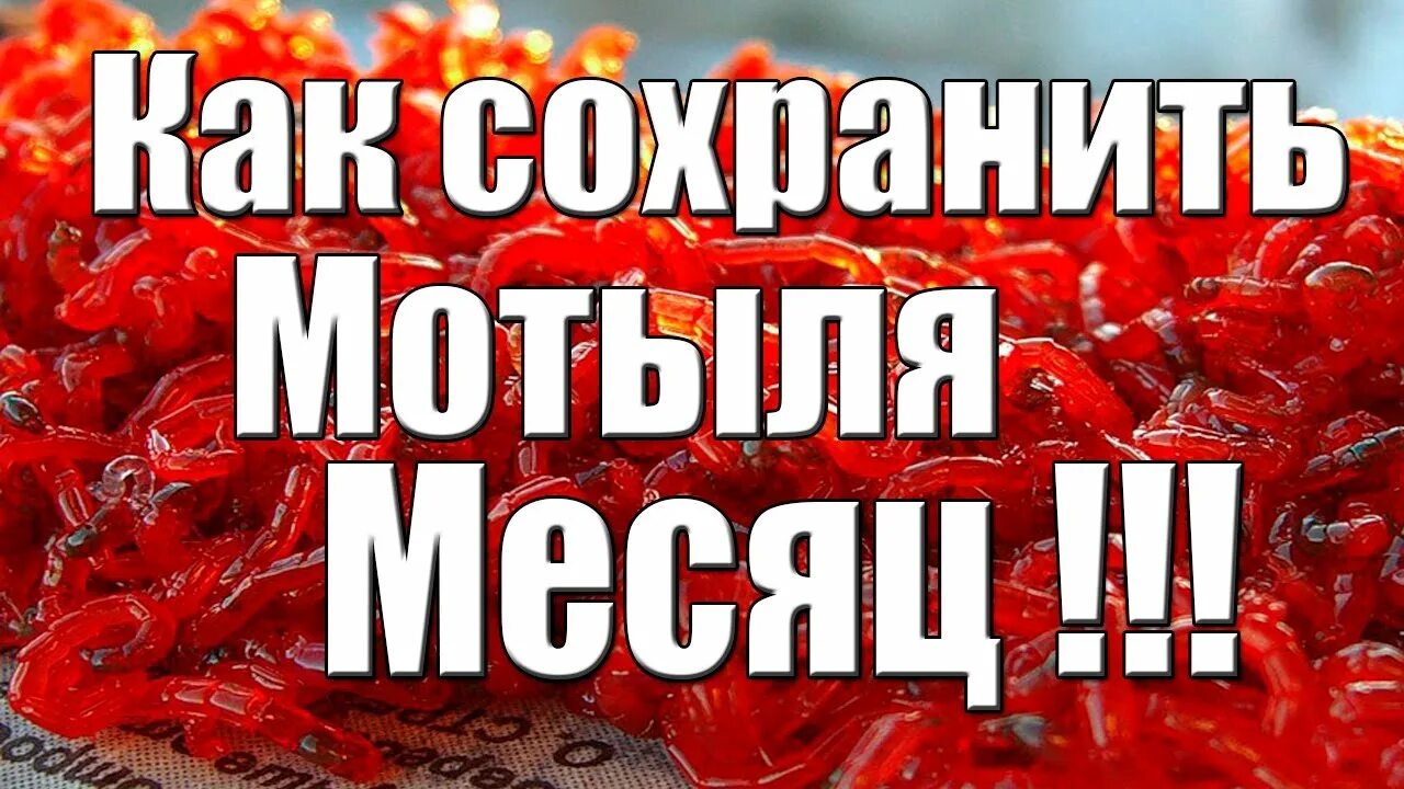 Как дольше сохранить мотыля. Хранение мотыля в домашних. Хранение мотыля в холодильнике.