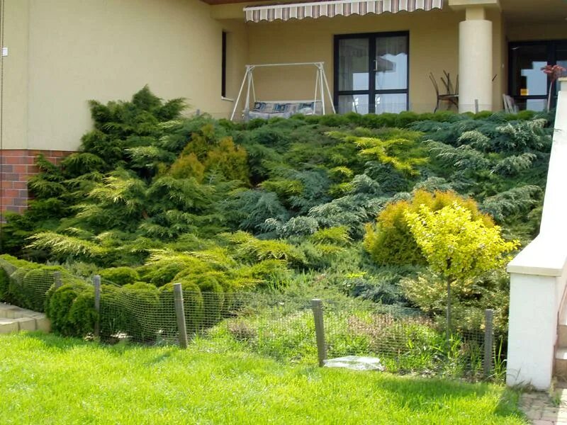 растения укрепляющие. подпорная стенка сады боболи. цветы в естественной среде. растения на склоне. комнатные растения 1 класс толстянка.