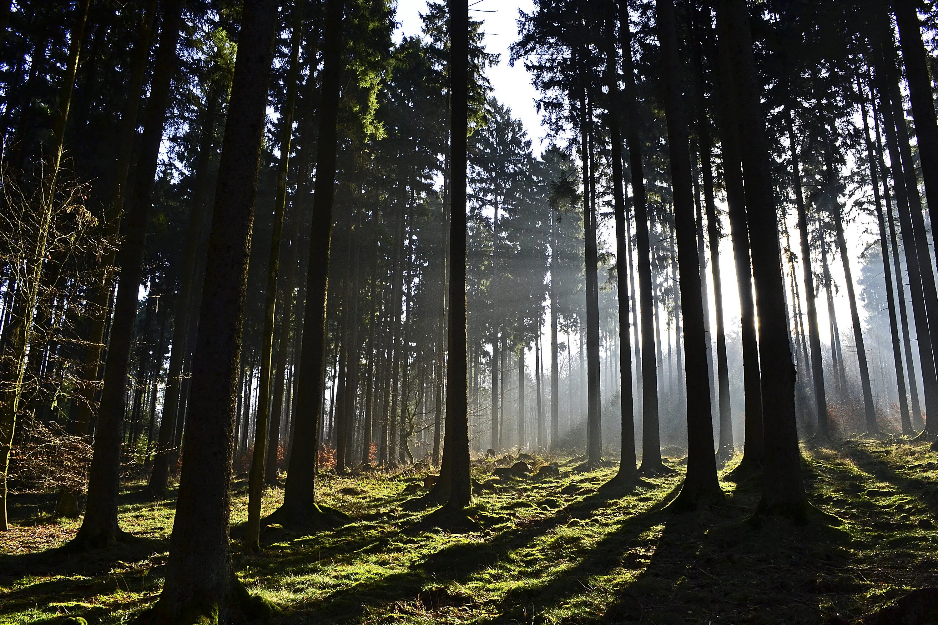 Самый черный лес. Шварцвальд лес. Лес Шварцвальд Германия. Шварцвальд темный лес. Темный лес в Германии.