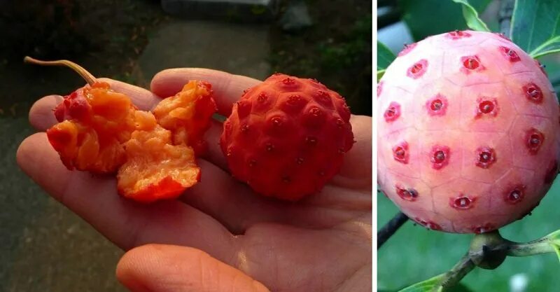 На какой плод похож. Необычные фрукты. Непонятный фрукт. Самые странные фрукты. Необычные, редкие фрукты.