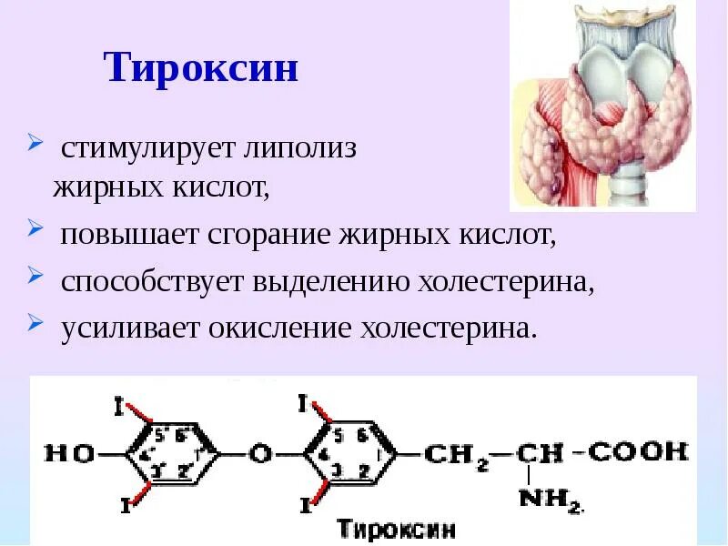 Тироксин ферменты. Тироксин гормон формула. Тироксин биохимия функции. Тироксин гормон молекула. Влияние тироксина биохимия.