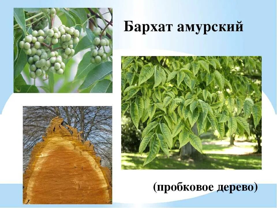 Где растет амурский. Бархат Амурский -Phellodendron amurense. Бархат Амурский пробковое дерево. Амурский бархат Дальний Восток. Амурский бархат Приморский край.