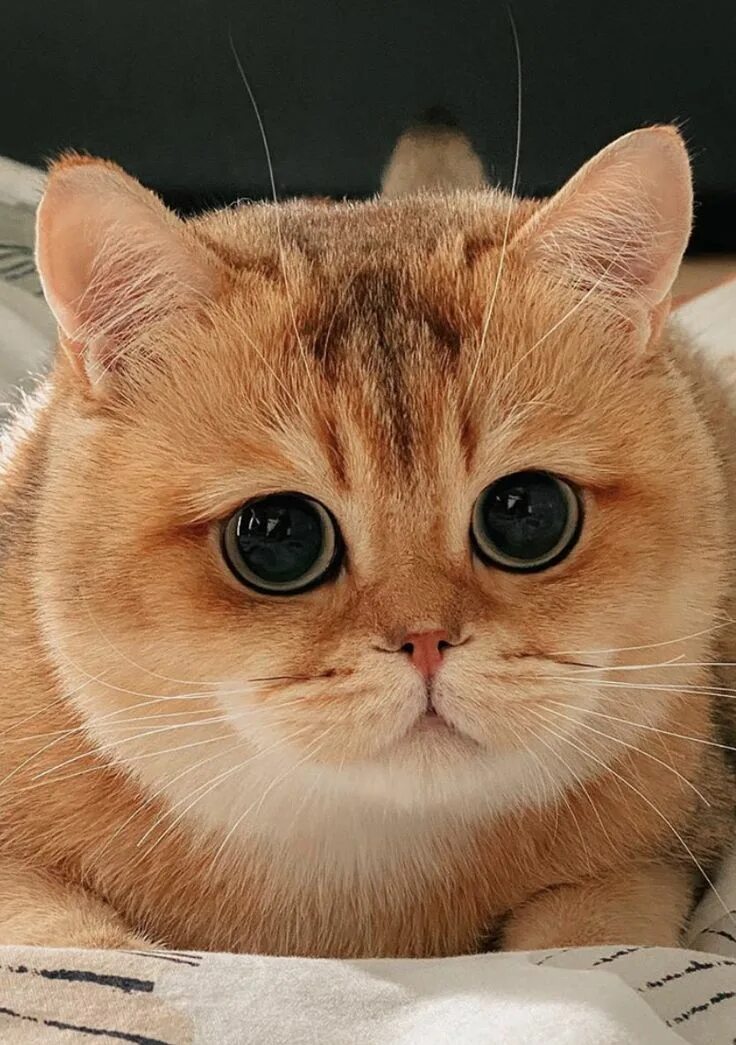 Нет кота некотяи
