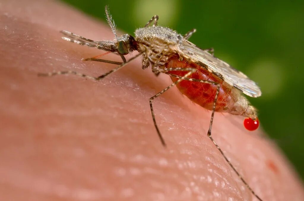 Mosquito analysis in lab Stock Photo Adobe Stock