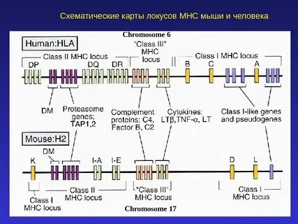 Локусы hla