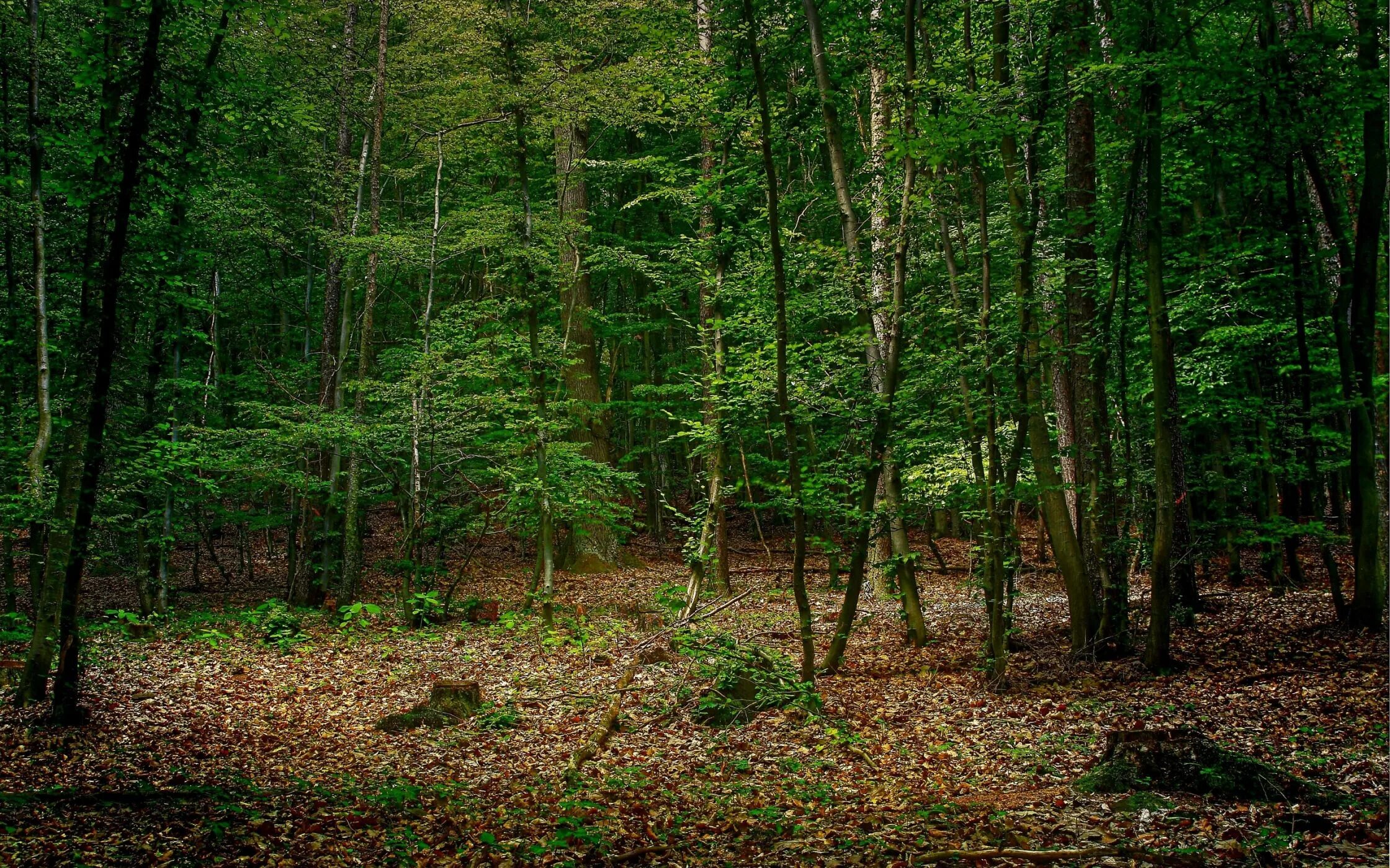 Forest gap