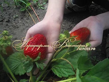 Кардинал клубника описание сорта фото отзывы садоводов