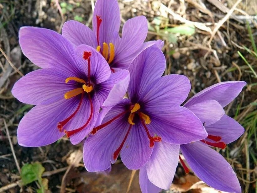 Шафран названия. Рокус (Шафран) посевной (Crocus sativus). Крокус Шафран посевной. Крокус осеннецветущий Шафран посевной. Crocus sativus (Крокус сативус ) Шафран посевной.